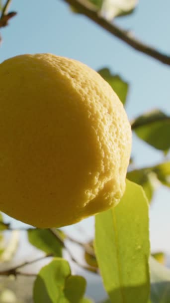 Спокій Радість Весни Відображається Лимонному Дереві — стокове відео