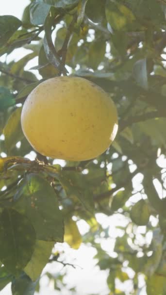 黄色的柠檬挂在一棵树的枝子上 — 图库视频影像
