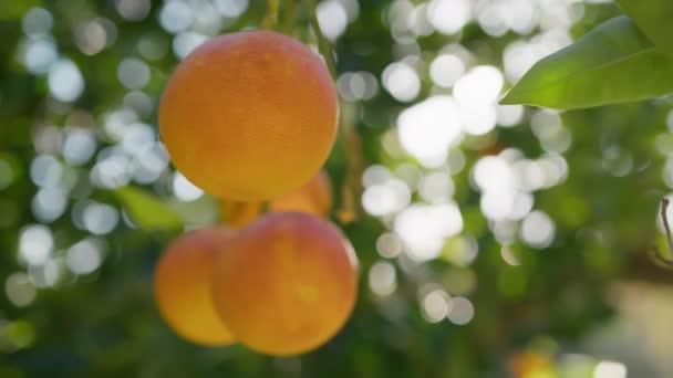 Perfecte Oranje Kleuren Van Mediterrane Vruchten — Stockvideo