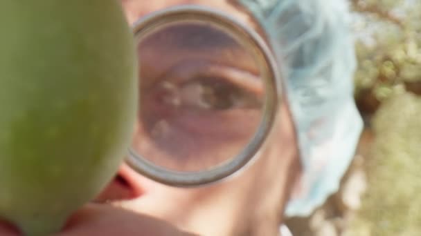 렌즈를 확대하여 건강한 올리브를 분석하는 농학자 — 비디오