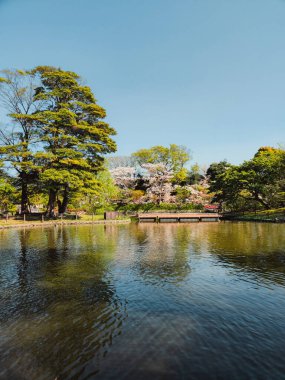 Japonya 'nın Doğasında Gün Işığı . 