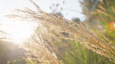 Doğanın Yeşilinde Buğday Bitkileri