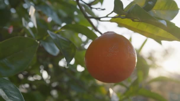 オレンジ フルーツ — ストック動画