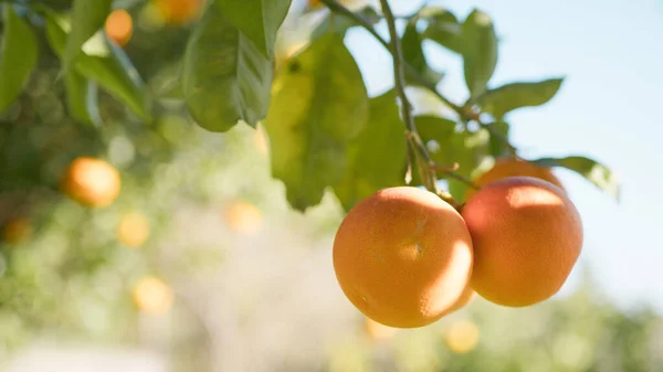 Orange Tree Branches With Fruits In Sicily.