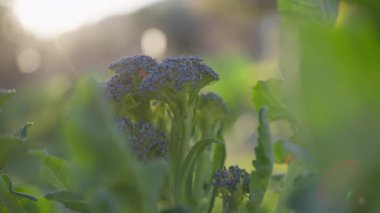 Mor Brokoli Bitkisinin Yakın Çekimi . 