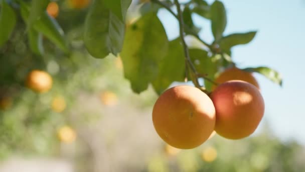 Ramuri Copac Portocaliu Fructe Sicilia — Videoclip de stoc