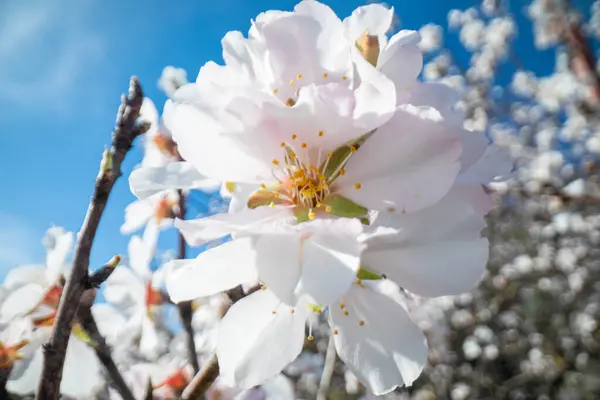 Flores Almendras Blancas Besadas Por Sol —  Fotos de Stock
