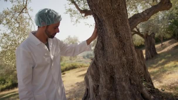 Expert Agronomen Vidröra Stammen Ett Olivträd — Stockvideo