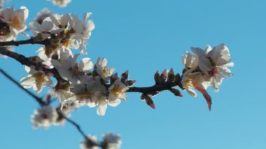 Beyaz çiçeklerle dalları kapatın.