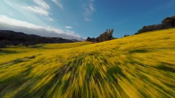 Luftaufnahme Der Wiese Mit Gelben Blumen Auf Dem Hügel — Stockvideo