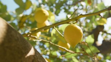Güney İtalya 'da Limon Ağacı Dalları . 