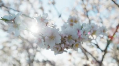 Bahar Beyaz Yapraklara Hayat Veriyor . 