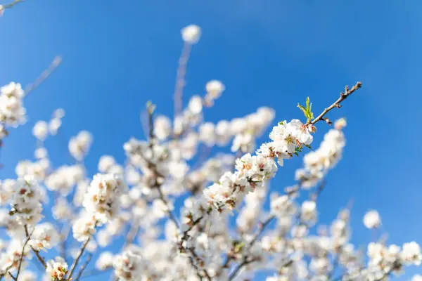 Flores Almendras Blancas Besadas Por Sol —  Fotos de Stock