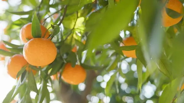 Orange Colors Of Mediterranean Fruits.