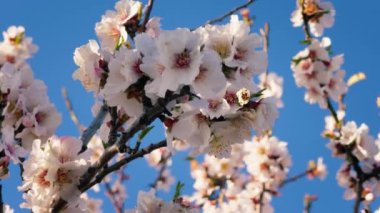 Central Park Ağaçları 'nın Çiçeklerine Bahar Gelir .