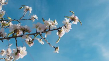 Rüzgar bir badem ağacının dallarını hareket ettiriyor..