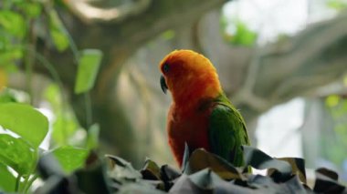 Renkli Plumage ile Gündönümü Papağanı Aratinga. 