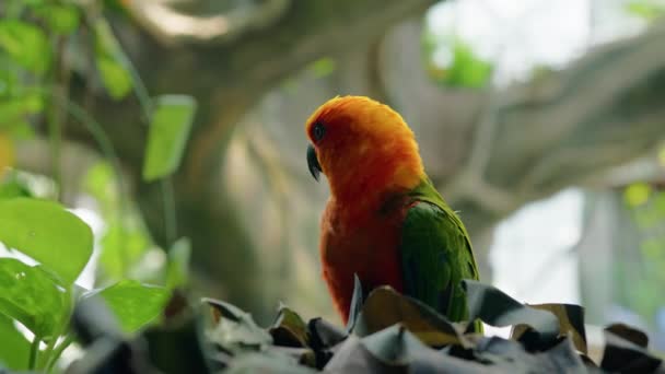 Aratinga Solstitialis Papegaai Met Kleurrijke Pruim — Stockvideo