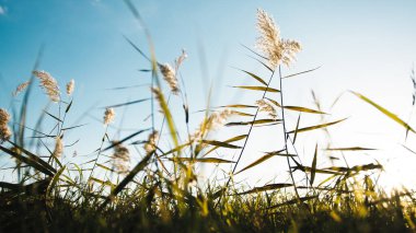 Western pampas grass swaying in the wind.