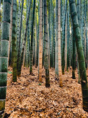 Bambu Japonya 'da, Tokyo' da büyüyor. 