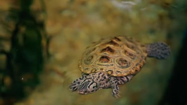 Akvatiska Sköldpaddor Simmar Dammen — Stockvideo