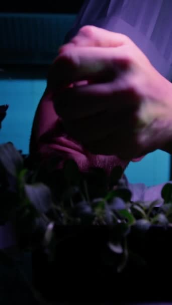 Chef Selecteren Van Plant Voor Zijn Afwas Met Behulp Van — Stockvideo