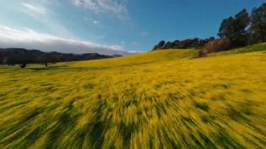 Tepedeki sarı çiçeklerden oluşan çayırların havadan görünüşü