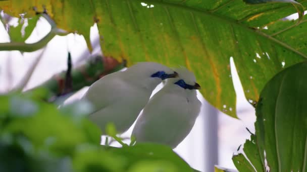 Weiße Myna Vögel Aus Bali Indonesien — Stockvideo