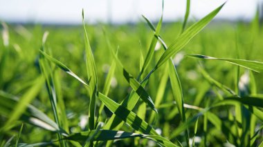 Yeşil Tahılda Işık ve Gölge.