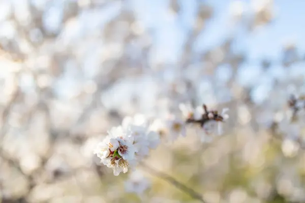 Valkoinen Manteli Kukat Suuteli Aurinko — kuvapankkivalokuva