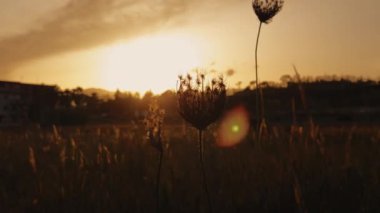Çiçekler ve Çimen Bir Avluda Güneşli Sahne . 