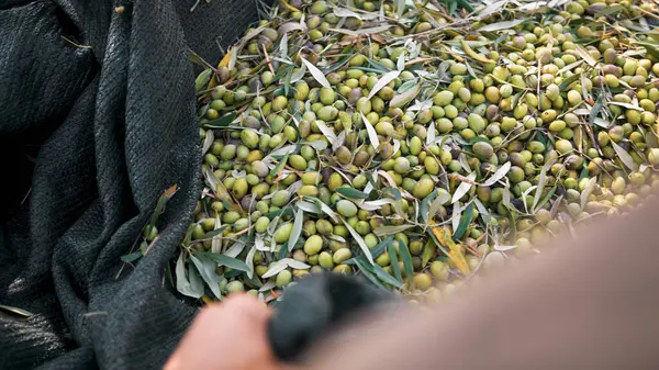 Filets Plats Olives Sous Arbre Photo De Stock