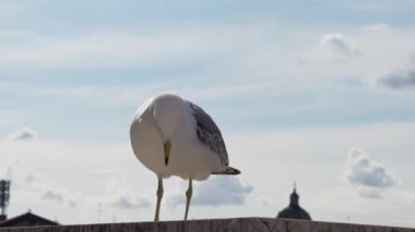 Şehrin çatısındaki martı. .