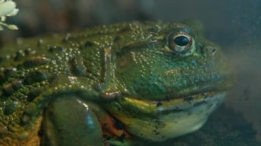 Lithobates Catesbeianus Afrika Kurbağası olarak da bilinir. . 