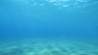 Tropikal denizdeki balık sürüsü. 
