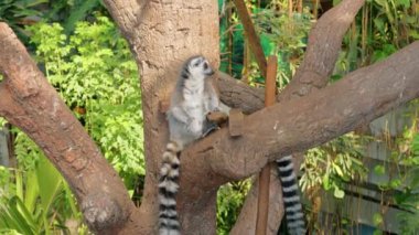 Lemurların Tembel Hayatı .