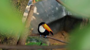 Doğal ortamda egzotik Toucan kuş.