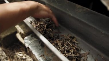 Yapraklardan ve iğnelerden kirli ev oluklarını temizliyorum..