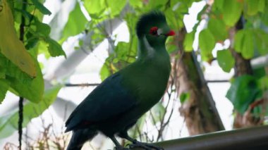 Ağaç dalında Musophagidae kuşu.