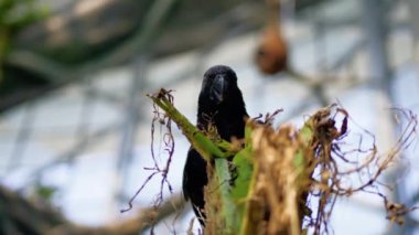 Calyptorhynchus Banksii Ağaç Dalındaki Karga. 