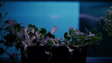 Aromatik Tabak Pişirme Bitkisi . 