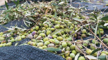 Zeytin hasadı için ağ düzenleme.