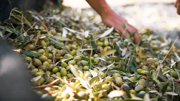 El, internetten zeytin toplar..