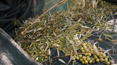 Ağacın altında yassı zeytin ağları.