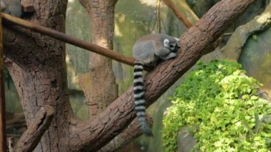 Ağaçta uyuyan gri bir Lemur .