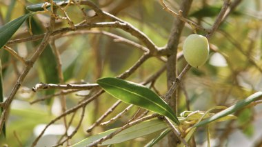 Güneş ışığının altında yeşil zeytin yaprakları.