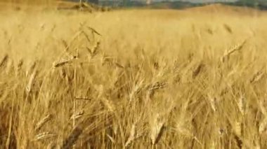 Buğday başakları altın rengidir. . 