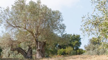 Calabria 'da laik İtalyan zeytin ağaçları.