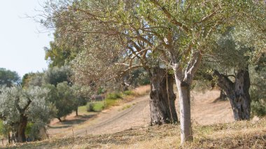 Asırlık zeytin ağacı gövdesi.
