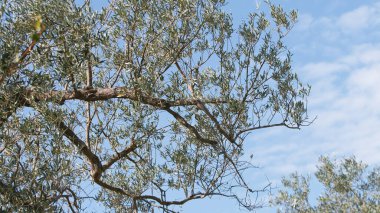 İtalyan yeşil zeytinli dal.